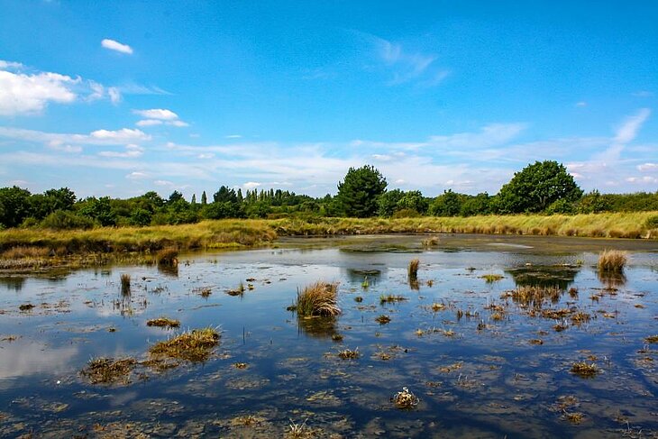 Paysage des marais de Séné, au cœur de la réserve ornithologique du golfe du Morbihan, un site incontournable pour une balade nature autour d’Arradon.