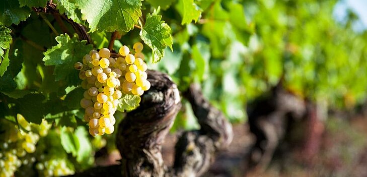 Grappe de raisin doré dans un vignoble de Brissac Loire Aubance, une destination mêlant nature et patrimoine en Anjou.