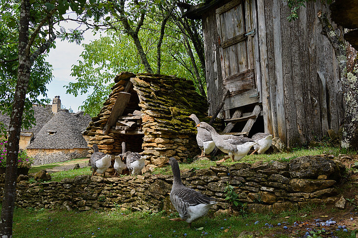 Oies dans une ferme traditionnelle en Dordogne avec cabanes en pierre, activité ludique et authentique à découvrir en famille.