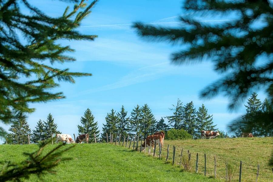 Champ vert avec vaches broutant paisiblement à la campagne près d'un camping