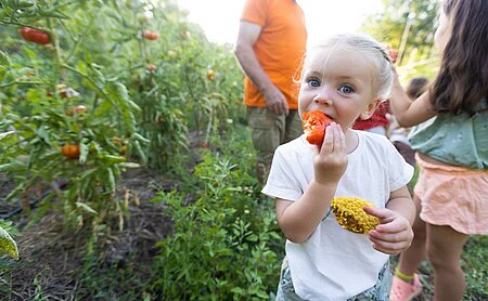 Enfant dégustant une tomate dans un potager au cœur de campings indépendants engagés pour des vacances nature.