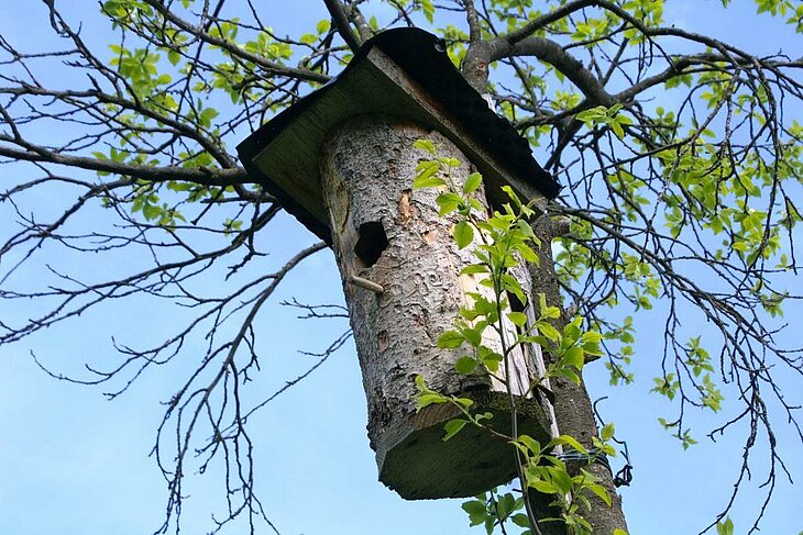 Nichoir en bois installé dans un arbre lors d’un atelier nature pour enfants, une activité familiale originale à faire autour de Mesnois.