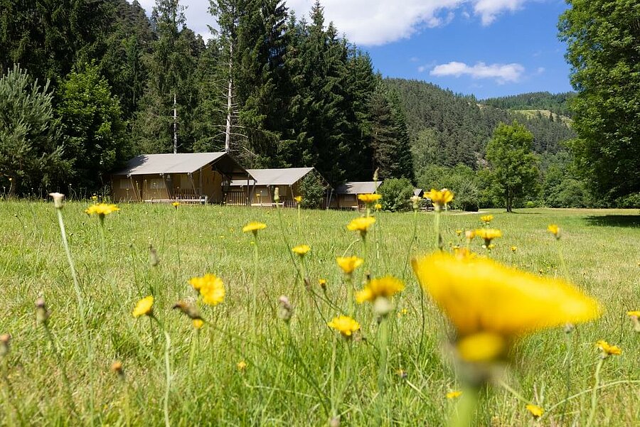 Tentes lodge en lisière de forêt, prairie de fleurs jaunes au premier plan : camping printemps en pleine nature.