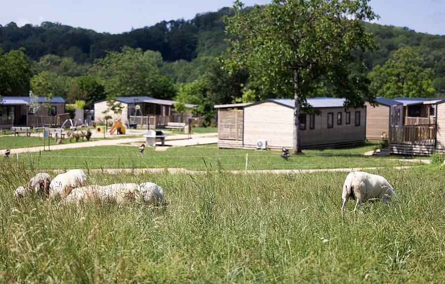 Moutons paisibles dans un cadre verdoyant de camping La Clef Verte