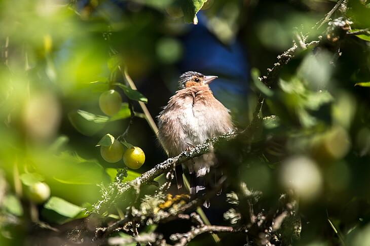 Observation des oiseaux