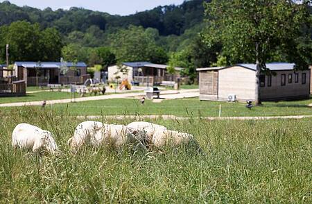 Moutons pâturant près des mobil-homes