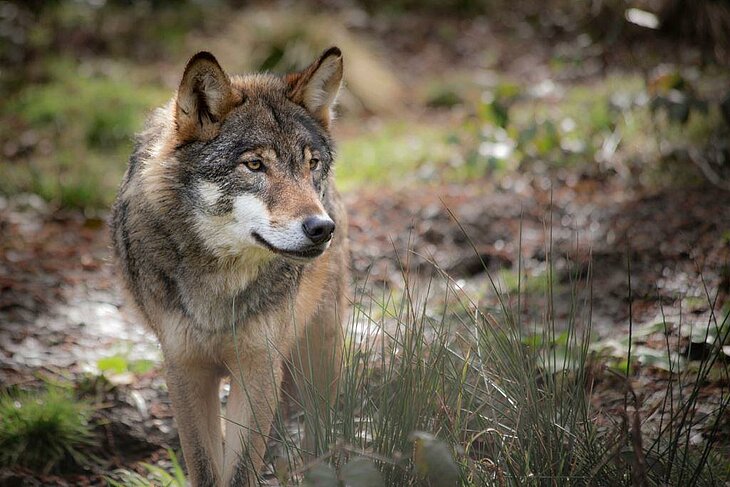 Loup observé au Parc Animalier de Gramat, une activité nature incontournable à faire autour de Thégra dans le cadre d’un séjour tourisme famille.