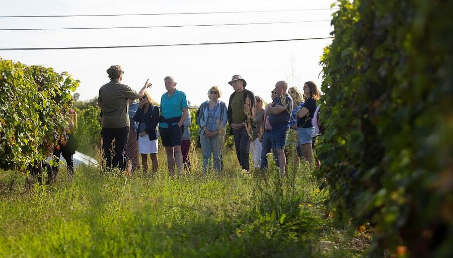 Groupe d’amis en visite guidée dans un vignoble près d’un camping, illustrant une location grande capacité idéale pour des vacances conviviales.