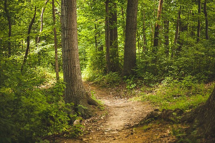Sentier ombragé dans le Bois de Breuil, une idée de balade nature au départ de Fiquefleur-Équainville