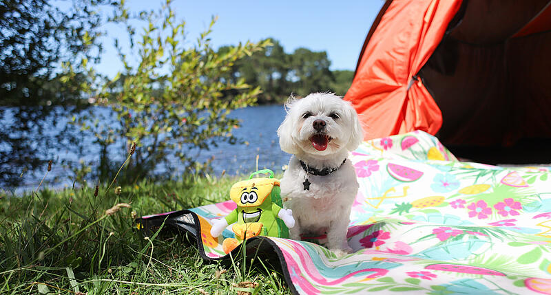 Guide complet pour camper avec votre chien