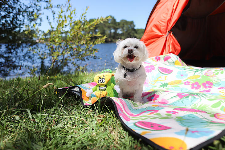  camping avec son chien