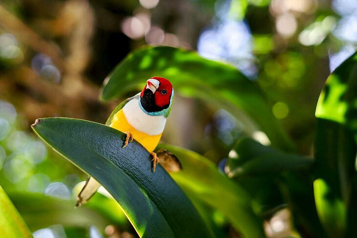 Diamant de Gould coloré au Naturospace, une sortie ludique à découvrir près de Fiquefleur-Équainville en famille