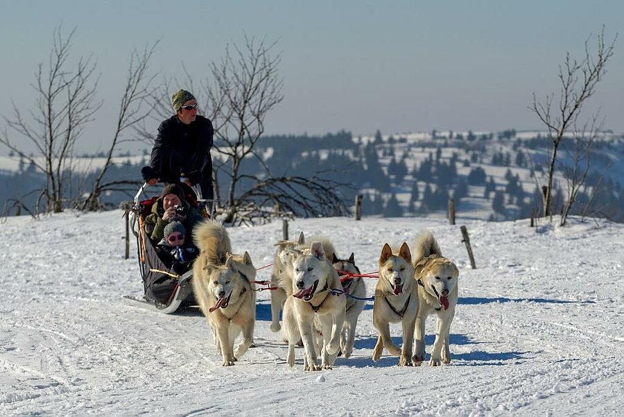 Balade en chiens de traîneau sur neige, activité nature en camping station de ski dans le Massif du Sancy en hiver.