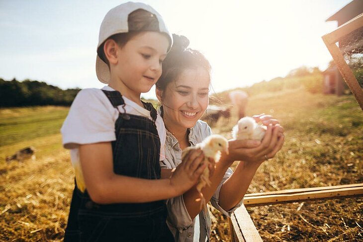 Enfant et parent observent des poussins dans une ferme pédagogique, moment de partage à la campagne.