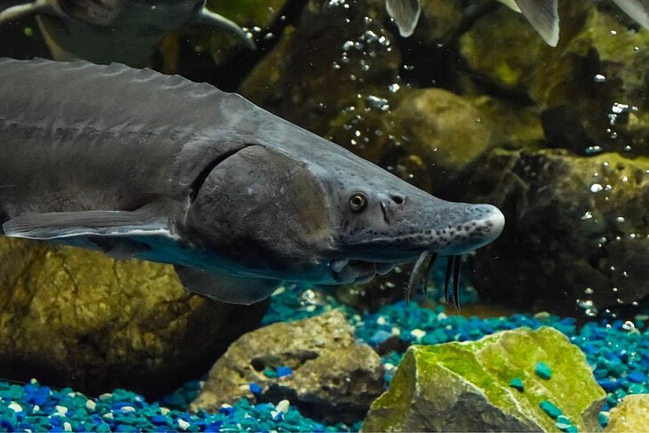 Esturgeon nageant dans un bassin de l’Aquarium du Périgord Noir au Bugue, en Dordogne.
