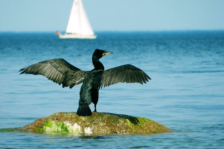 Cormoran ailes déployées sur un rocher à Telgruc-sur-Mer, spot idéal pour observer la faune marine.