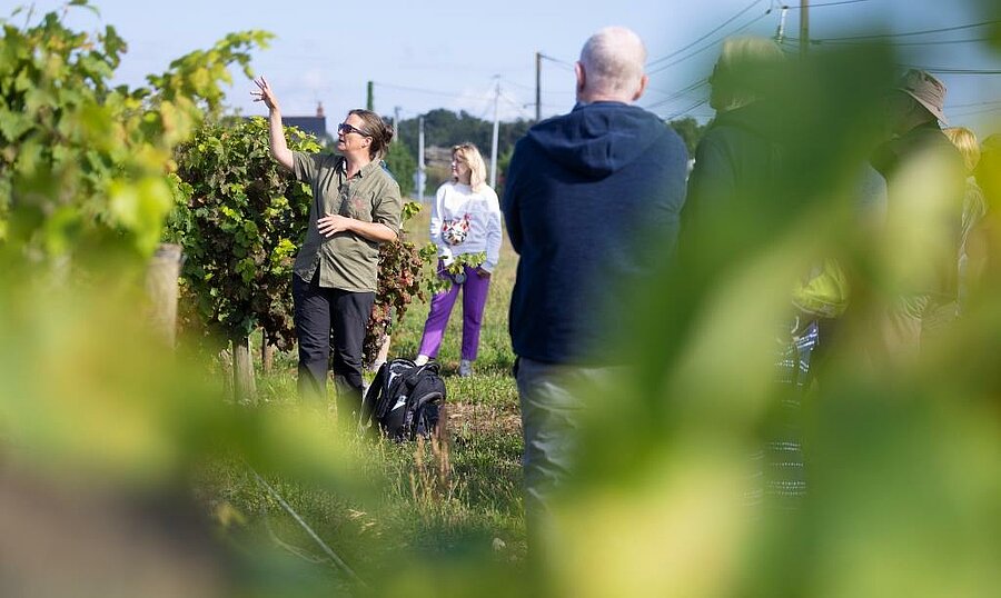 Un guide explique la culture de la vigne à un groupe de visiteurs au cœur d’un vignoble du Maine-et-Loire, une activité typique à découvrir lors de vacances en camping dans la région.
