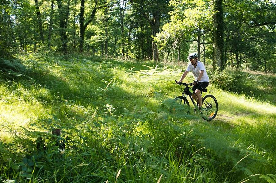 Cycliste explorant une forêt verdoyante sur son VTT, moment d'évasion en nature.