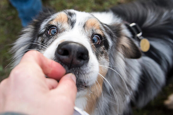 Boulettes pour chien