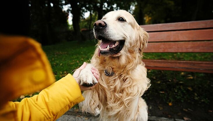 Partir en camping en automne avec son chien Chien donnant la patte à une personne lors d’un séjour en camping