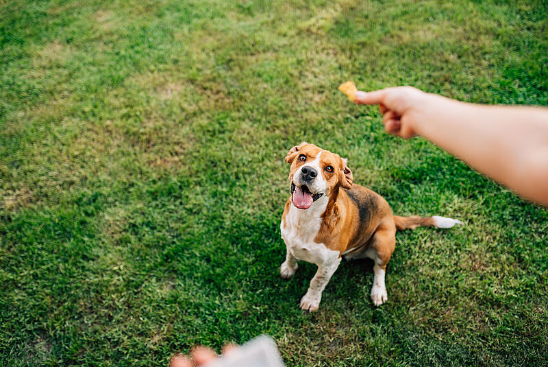 Friandises Canines Maison : Régalez Votre Chien en Camping