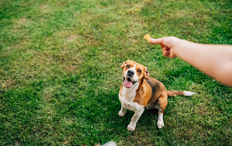 Friandises Canines Maison : Régalez Votre Chien en Camping