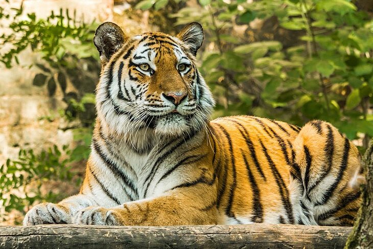 Tigre allongé illustrant une sortie au Safari de Peaugres, une activité incontournable autour d’Eclassan pour une immersion en famille au cœur de la faune sauvage.