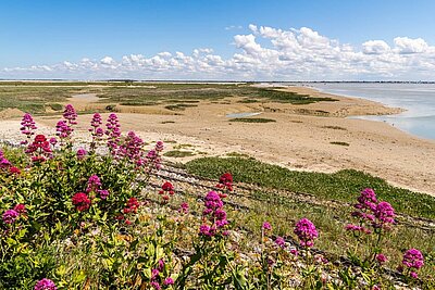 Pointe du Hourdel : un joyau naturel en Baie de Somme
