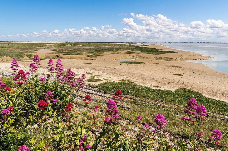 Vue panoramique sur la Pointe du Hourdel en Baie de Somme, avec des fleurs sauvages au premier plan et les étendues sableuses typiques de l’estuaire à l’arrière-plan.