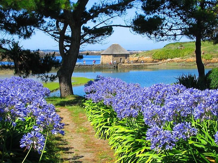 Sentier fleuri menant à un ancien moulin sur l’île de Bréhat, joyau naturel à explorer près de Lanloup, entre mer et patrimoine.