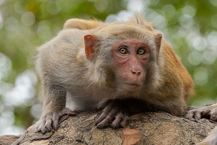 Singe dans la Forêt des Singes près de la Dordogne, parc animalier nature idéal pour une sortie familiale.