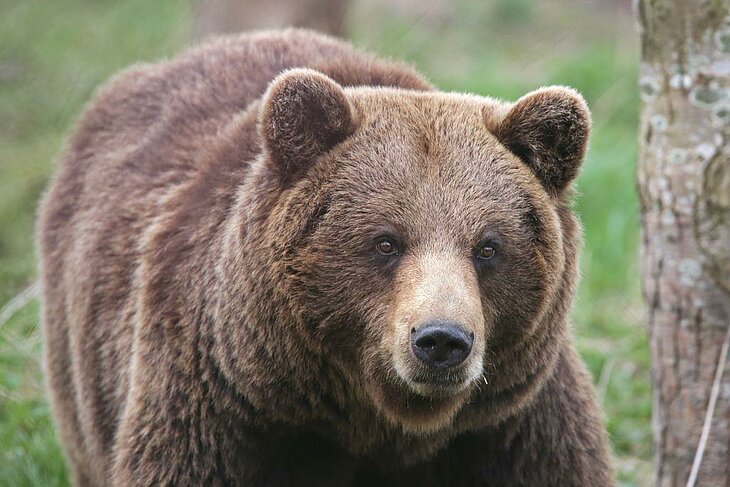 Ours brun au parc animalier des Pyrénées, une activité familiale proche de Sazos idéale pour découvrir la faune locale dans un cadre naturel.