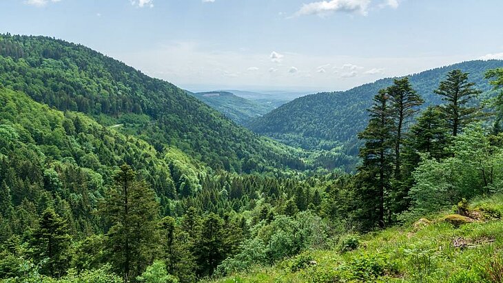 Vue panoramique depuis le Ballon des Vosges, une étape emblématique pour admirer les paysages verdoyants du massif vosgien.