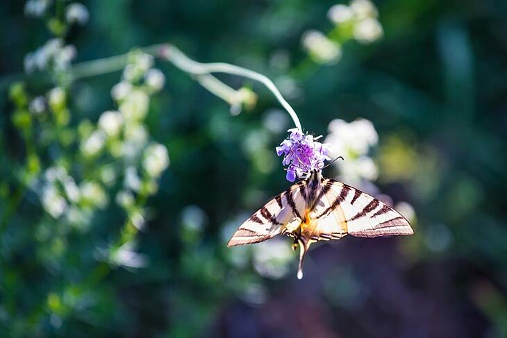 Papillon butinant une fleur dans un environnement naturel