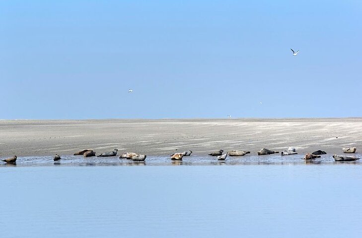 Groupe de phoques se reposant sur un banc de sable à la Pointe du Hourdel, en Baie de Somme, sous un ciel bleu dégagé.