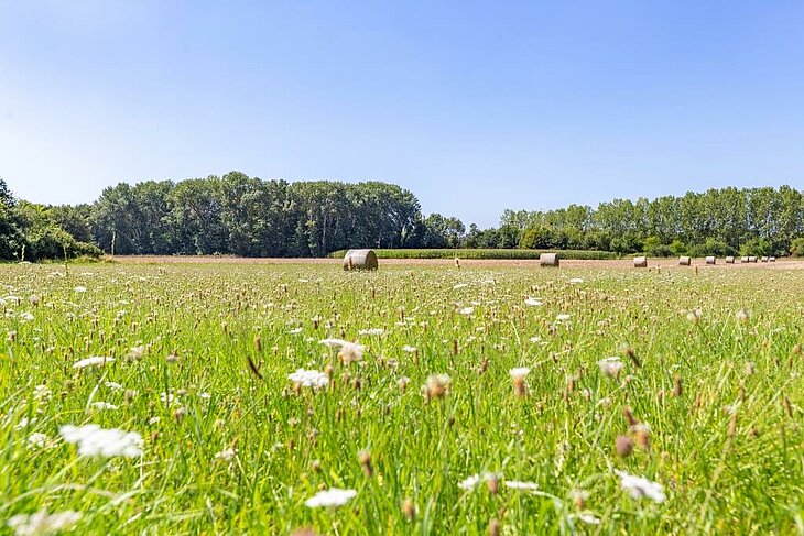 Vacances en famille à la campagne dans un camping nature Prairie fleurie à la campagne près d’un camping nature pour des vacances familiales au calme.