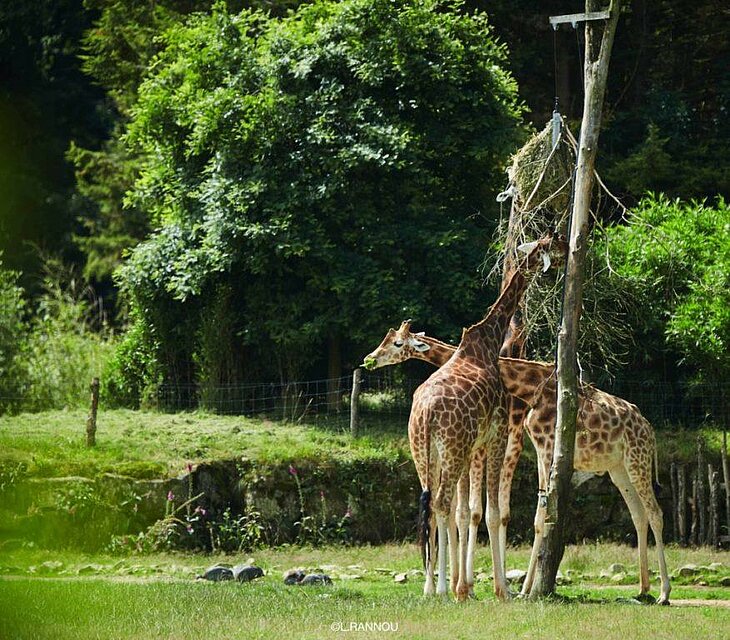 Girafes du parc animalier de Branféré, une sortie en famille incontournable à faire près de Rochefort-en-Terre lors de votre visite.