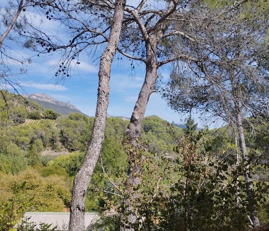 Vue sur les pins et les collines boisées des Baronnies provençales depuis le Domaine de l’Écluse, camping près de Nyons.