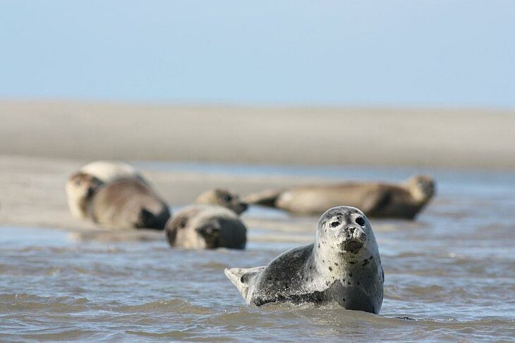Phoques se reposant sur une plage de la baie de Somme, symbole du tourisme nature dans les Hauts-de-France