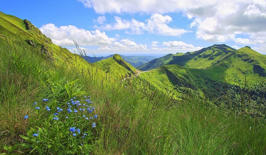 Vue sur les monts verdoyants du Massif central avec fleurs sauvages au premier plan, idéale pour un séjour nature en camping.