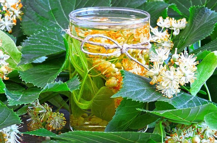 Infusion de fleurs de tilleul récoltées à Buis-les-Baronnies, en référence à la fête traditionnelle du tilleul organisée chaque été dans les Baronnies