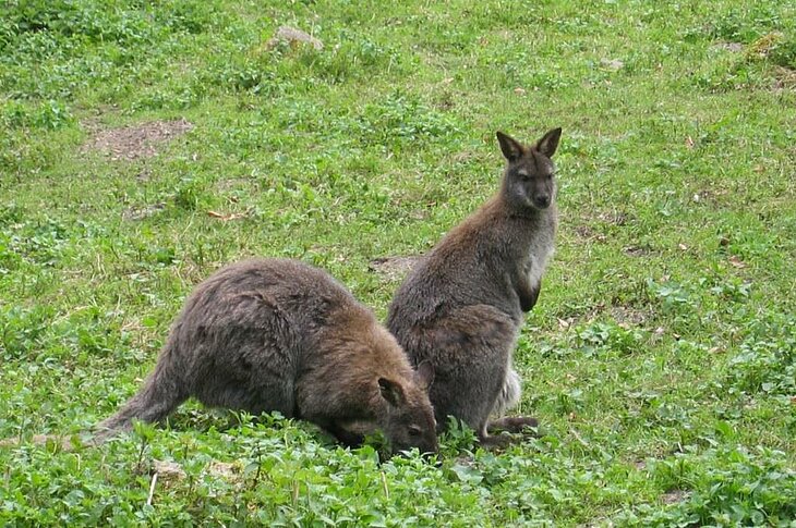 Wallabies dans le parc animalier du Quinquis à Clohars-Carnoët, une activité familiale idéale pour découvrir la faune en Finistère sud.