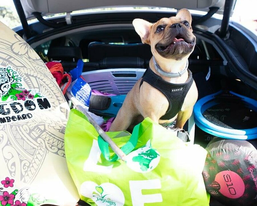 Chien installé dans le coffre d’une voiture chargée pour un départ en vacances en camping, illustrant la préparation d’un séjour avec son animal.