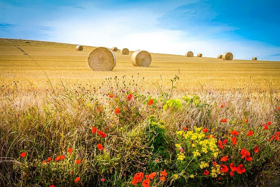 Champ de blé avec bottes de foin et coquelicots rouges, illustration d’un camping campagne paisible en pleine nature.