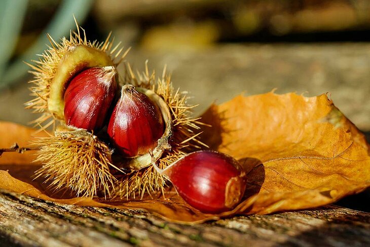 Châtaignes dans leur bogue sur une feuille d’automne, symbole du patrimoine local à découvrir autour de Joannas.