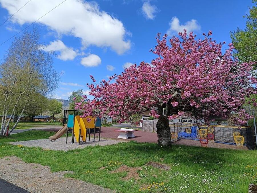 Aire de jeux pour enfants sous un cerisier en fleurs au camping près du Puy de Sancy, offrant un cadre naturel et fleuri idéal pour les familles.