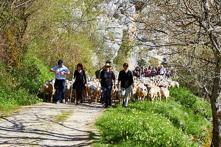 Marche de la transhumance dans le Lot, une fête traditionnelle à vivre autour de Thégra pour découvrir les coutumes locales et le tourisme authentique.