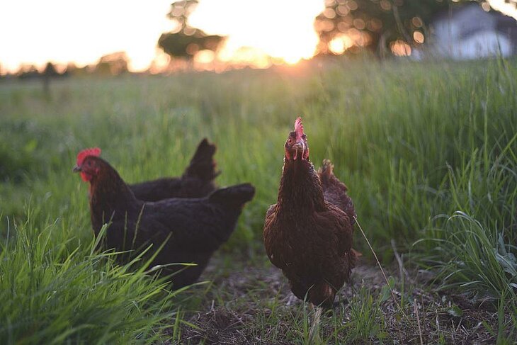 Rencontre avec les poules noirans de la Ferme des Cocottes, une activité pédagogique et ludique à Fiquefleur-Équainville