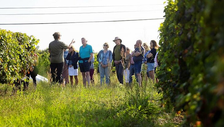 Groupe de visiteurs en randonnée à travers les vignobles de Brissac Loire Aubance, découvrant le terroir et les paysages naturels de la région.