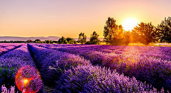 Coucher de soleil sur champs de lavande en Provence